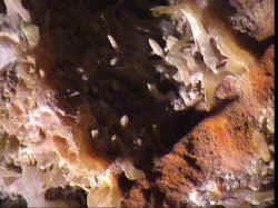 img9.jpg (50103 octets)